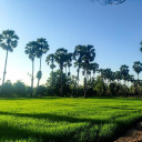 สมาชิกหมายเลข 1036936