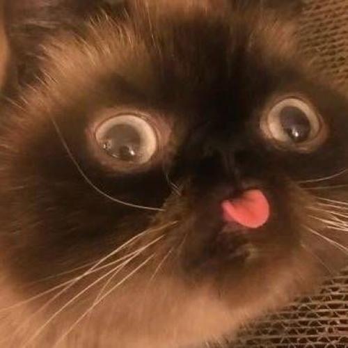 สมาชิกหมายเลข 3950490