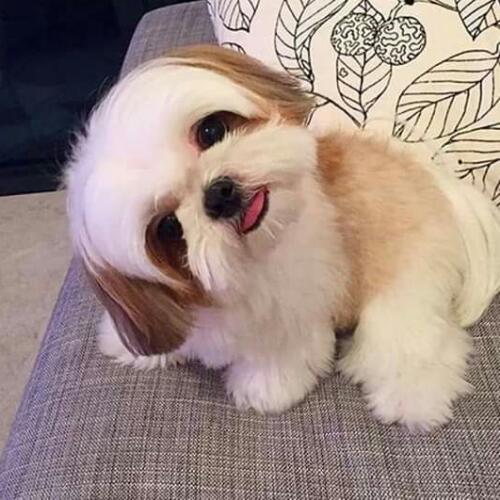 สมาชิกหมายเลข 5527470