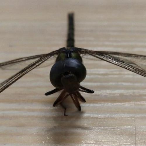 สมาชิกหมายเลข 6077330