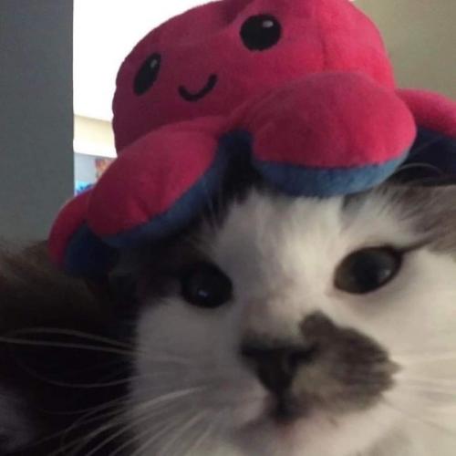 สมาชิกหมายเลข 7305114