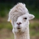 สมาชิกหมายเลข 3142495