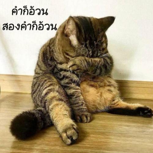 สมาชิกหมายเลข 5528107