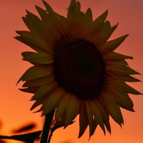 สมาชิกหมายเลข 6078017