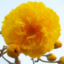 สมาชิกหมายเลข 2203286