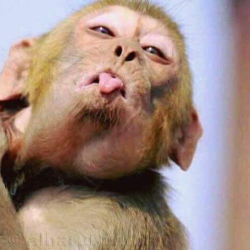 สมาชิกหมายเลข 5131829