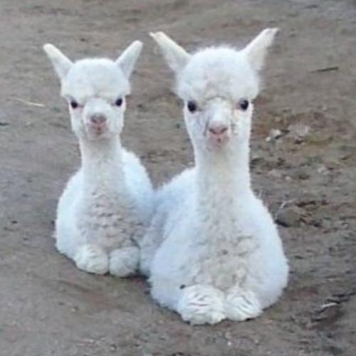 สมาชิกหมายเลข 7452902