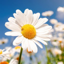 สมาชิกหมายเลข 960306