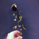 สมาชิกหมายเลข 4433554