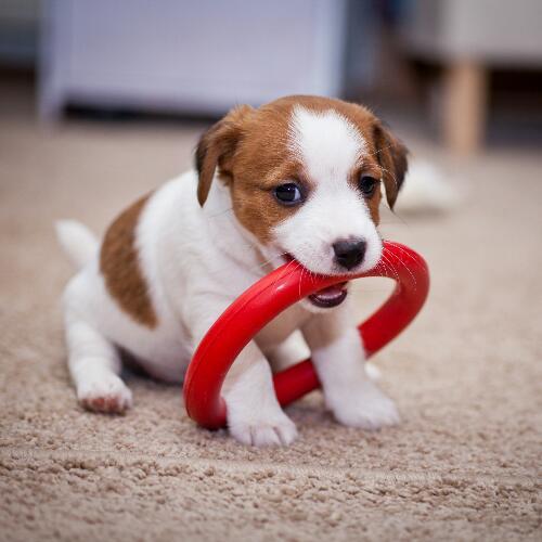 สมาชิกหมายเลข 5132124