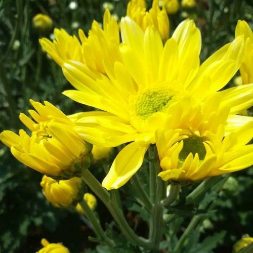 สมาชิกหมายเลข 5528763