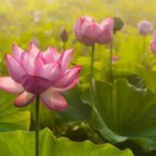 สมาชิกหมายเลข 5683458