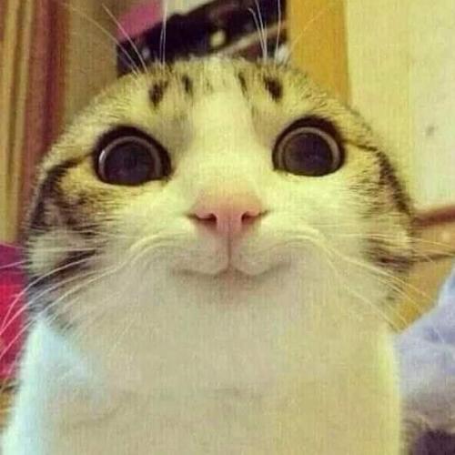 สมาชิกหมายเลข 5956081