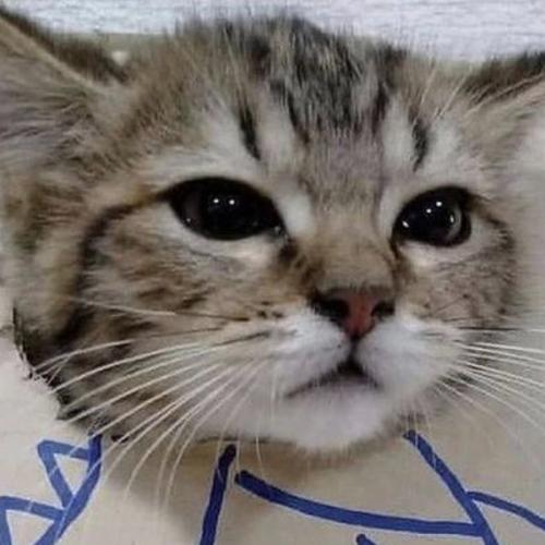 สมาชิกหมายเลข 7453389