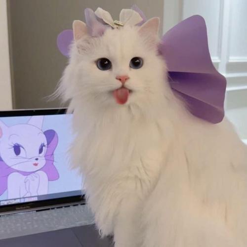 สมาชิกหมายเลข 4009999