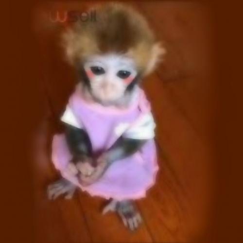 สมาชิกหมายเลข 4887483