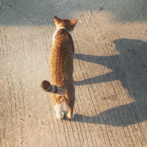 สมาชิกหมายเลข 4403383