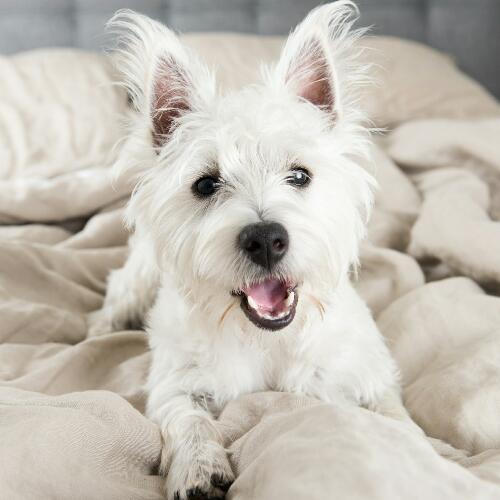 สมาชิกหมายเลข 4757139