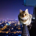 สมาชิกหมายเลข 4403954