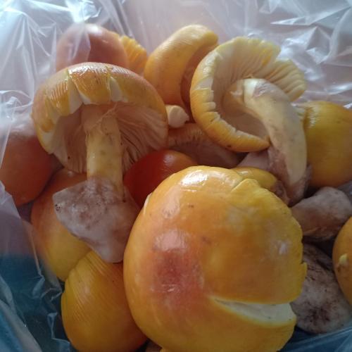 สมาชิกหมายเลข 1521351