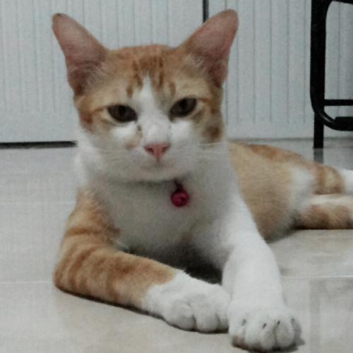 สมาชิกหมายเลข 728131