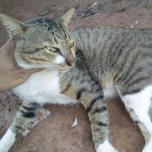 สมาชิกหมายเลข 4758394