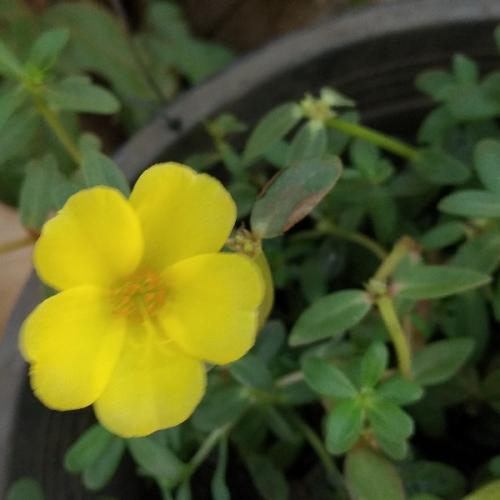 สมาชิกหมายเลข 2652885