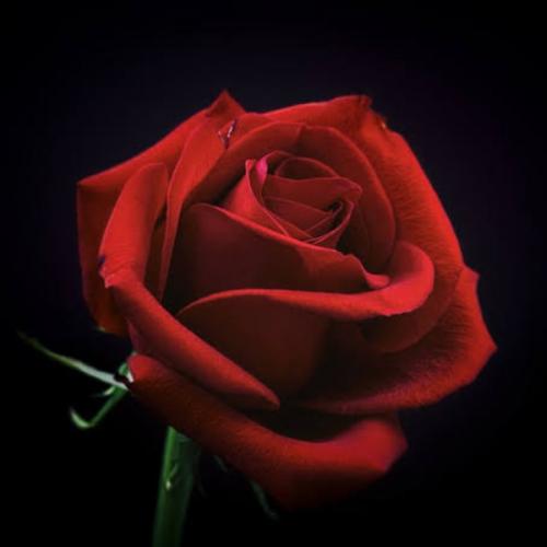 สมาชิกหมายเลข 2140313