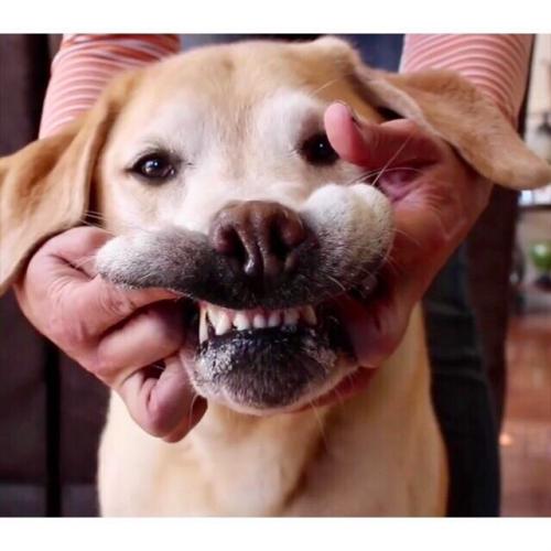 สมาชิกหมายเลข 4404647