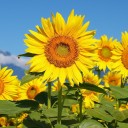 สมาชิกหมายเลข 3927781