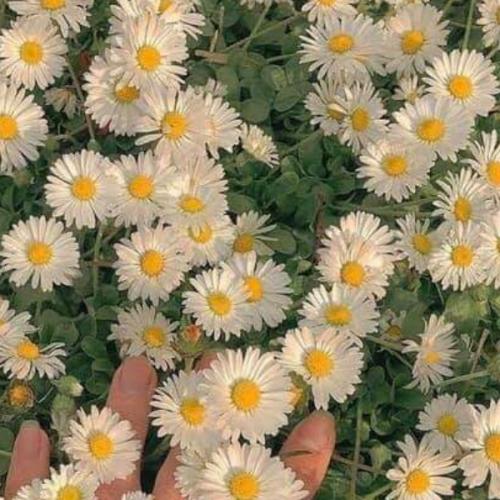 สมาชิกหมายเลข 6081602