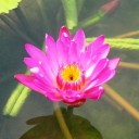 สมาชิกหมายเลข 743391