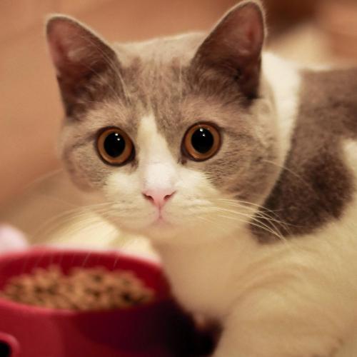 สมาชิกหมายเลข 4758817