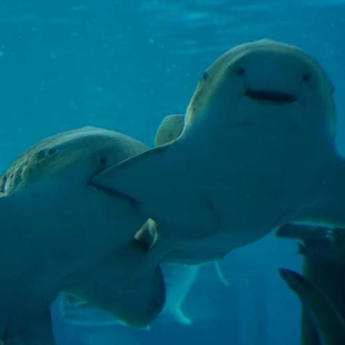 สมาชิกหมายเลข 2166546