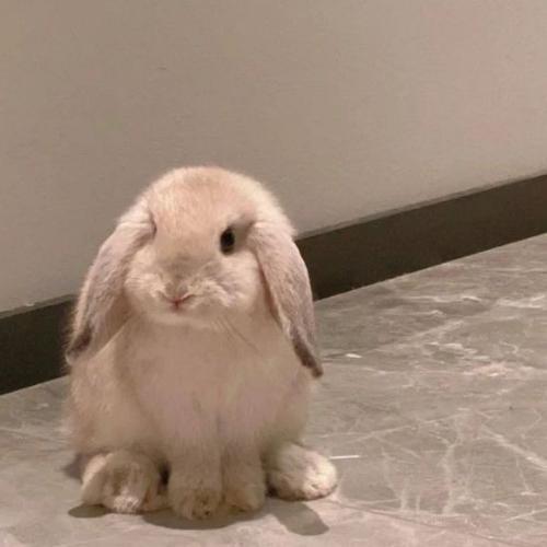 สมาชิกหมายเลข 7458177