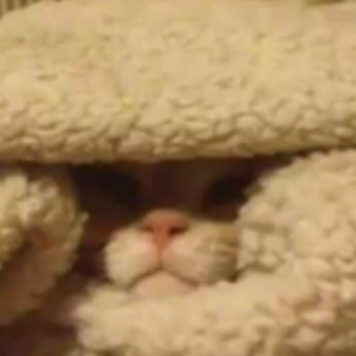 สมาชิกหมายเลข 8352369