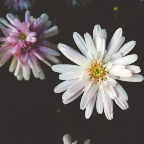 สมาชิกหมายเลข 5532276