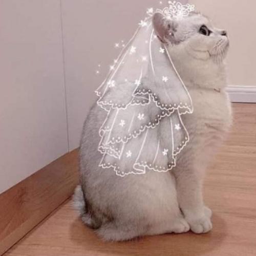 สมาชิกหมายเลข 6083192