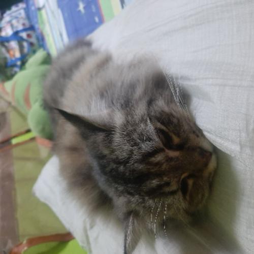 สมาชิกหมายเลข 7458987