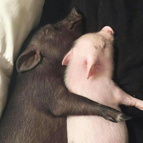 สมาชิกหมายเลข 4407553