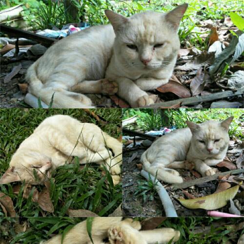 สมาชิกหมายเลข 5135275