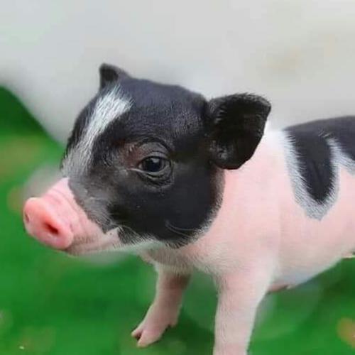 สมาชิกหมายเลข 6083695