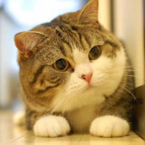 เลาคือแมว รักนุดนะ