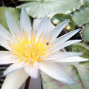 สมาชิกหมายเลข 5135841