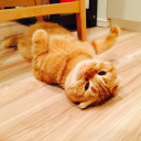 แมวส้มมารุจัง