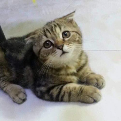 สมาชิกหมายเลข 4592886