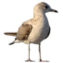 หัวหมาพญาอินทรีย์