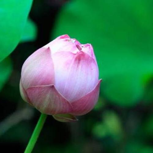 สมาชิกหมายเลข 4196821