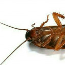 สมาชิกหมายเลข 4408293