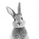 Into the rabbit hole